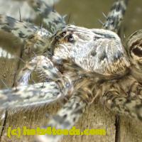 /home//u458753944/public_html/sourcegallery//Insects and small critters/spiders and kin (Arachnida)/P8160351.JPG